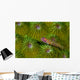 Pygmy Goby New Ireland Wall Decal