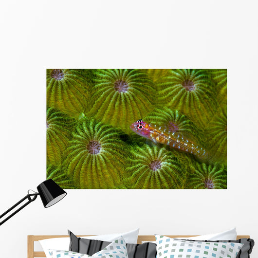 Pygmy Goby New Ireland Wall Decal