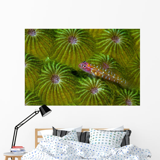 Pygmy Goby New Ireland Wall Decal