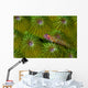 Pygmy Goby New Ireland Wall Decal