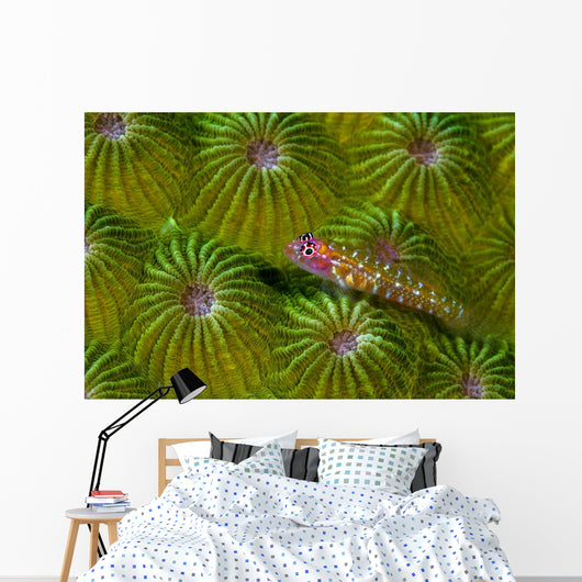 Pygmy Goby New Ireland Wall Decal