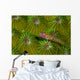 Pygmy Goby New Ireland Wall Decal