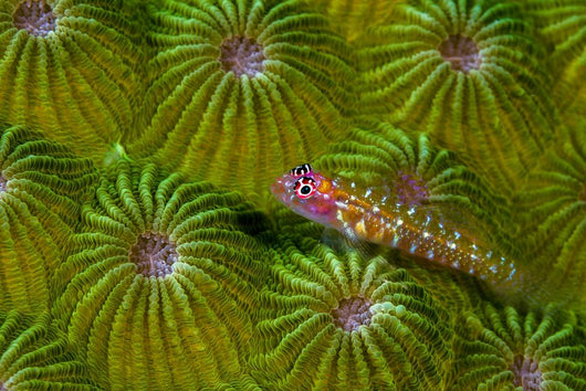 Pygmy Goby New Ireland Wall Decal