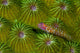 Pygmy Goby New Ireland Wall Decal