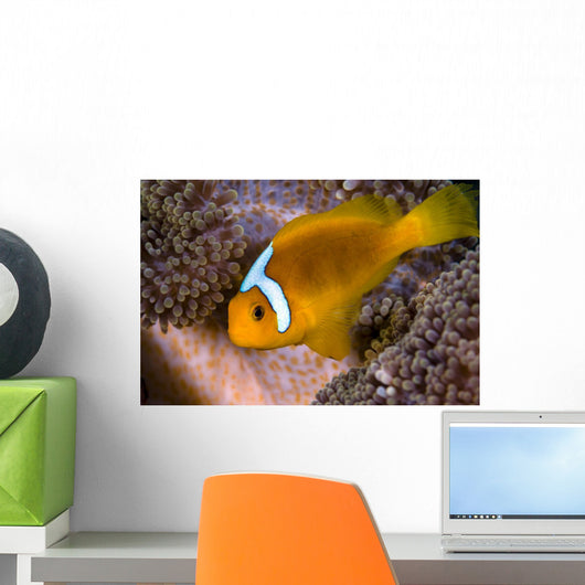 White-bonnet Anemonefish Variation Merten's Wall Decal