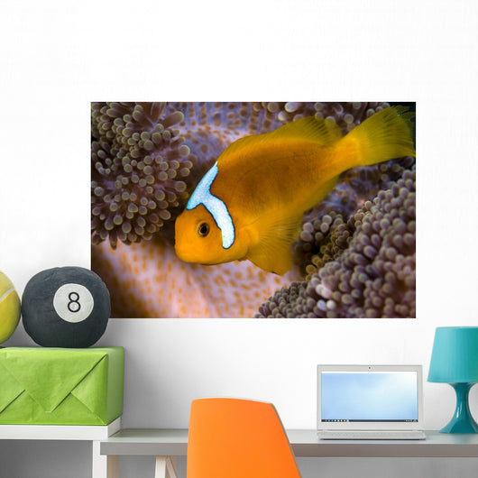 White-bonnet Anemonefish Variation Merten's Wall Decal