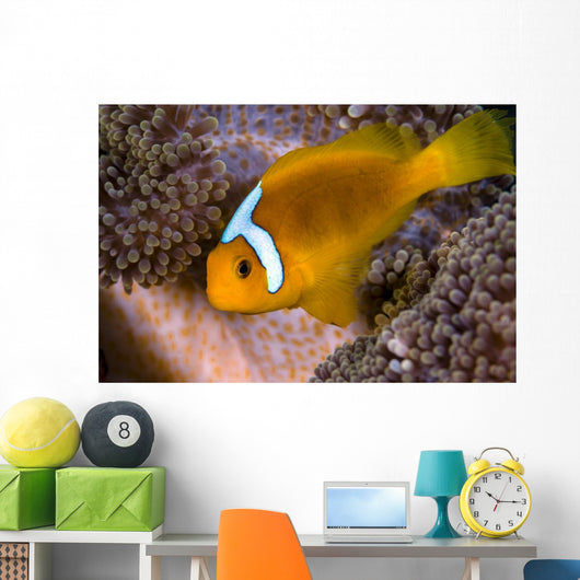 White-bonnet Anemonefish Variation Merten's Wall Decal
