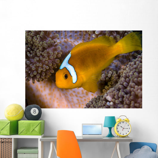 White-bonnet Anemonefish Variation Merten's Wall Decal