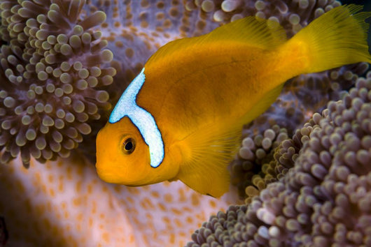 White-bonnet Anemonefish Variation Merten's Wall Decal