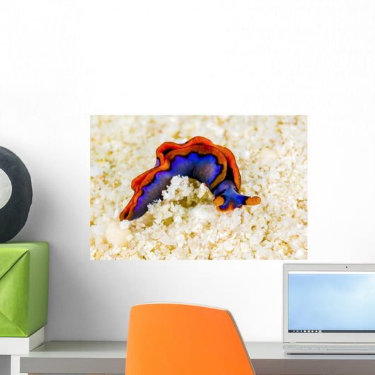 Orange-edged Sapsucking Slug New Wall Decal
