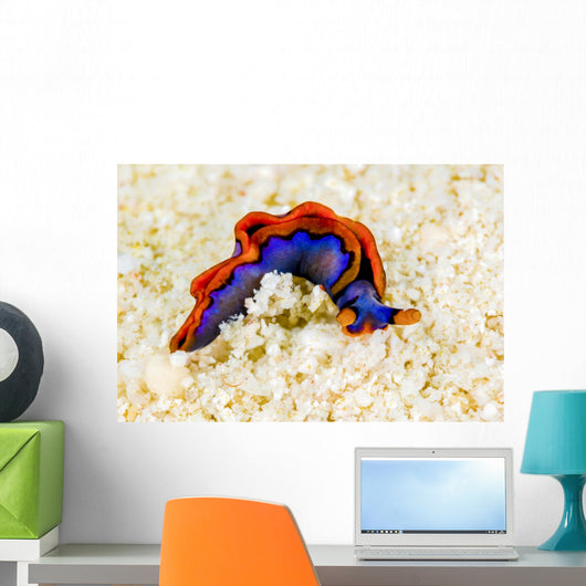 Orange-edged Sapsucking Slug New Wall Decal