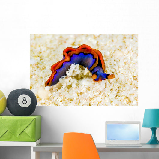 Orange-edged Sapsucking Slug New Wall Decal