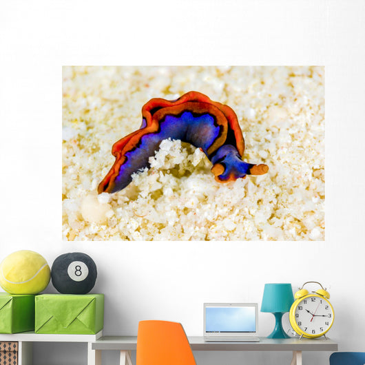 Orange-edged Sapsucking Slug New Wall Decal