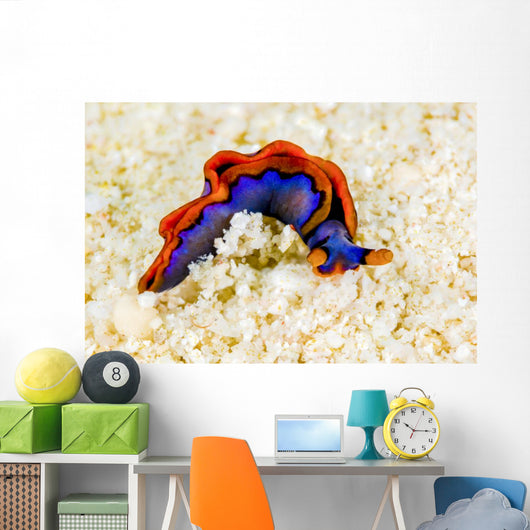 Orange-edged Sapsucking Slug New Wall Decal