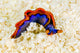 Orange-edged Sapsucking Slug New Wall Decal