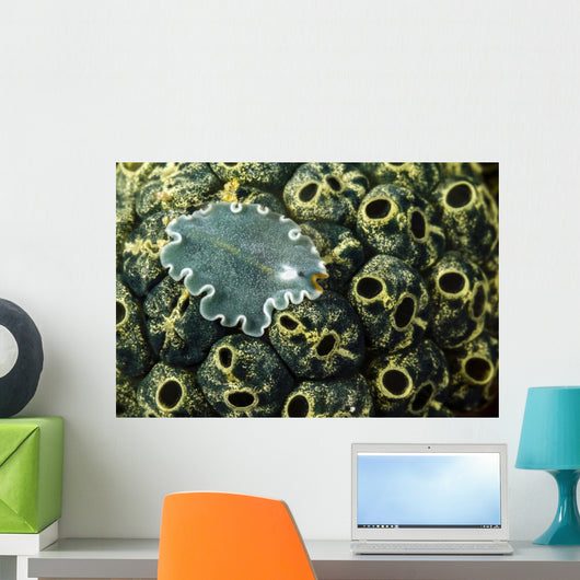 Undescribed Flatworm Tunicates New Wall Decal
