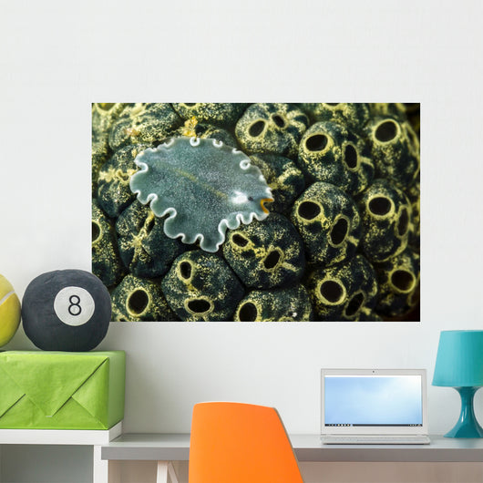Undescribed Flatworm Tunicates New Wall Decal