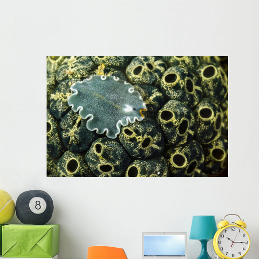 Undescribed Flatworm Tunicates New Wall Decal