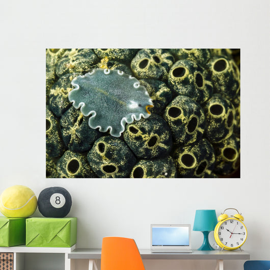 Undescribed Flatworm Tunicates New Wall Decal