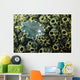 Undescribed Flatworm Tunicates New Wall Decal