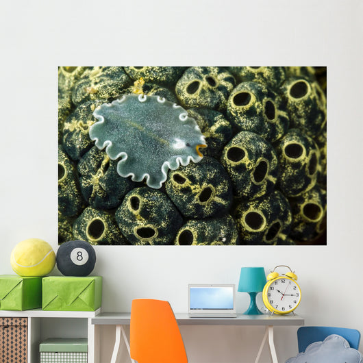 Undescribed Flatworm Tunicates New Wall Decal