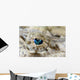 Eye Detail Juvenile Crocodilefish Wall Decal