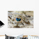 Eye Detail Juvenile Crocodilefish Wall Decal