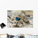 Eye Detail Juvenile Crocodilefish Wall Decal