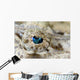 Eye Detail Juvenile Crocodilefish Wall Decal