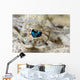Eye Detail Juvenile Crocodilefish Wall Decal