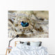 Eye Detail Juvenile Crocodilefish Wall Decal