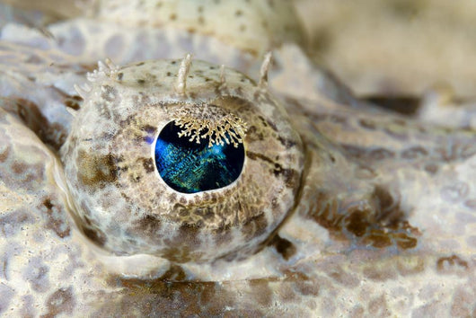 Eye Detail Juvenile Crocodilefish Wall Decal