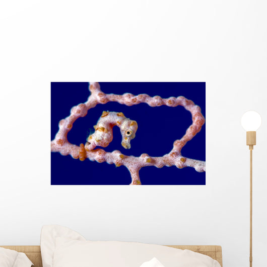 Denise Pygmy Seahorse New Wall Decal