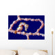 Denise Pygmy Seahorse New Wall Decal