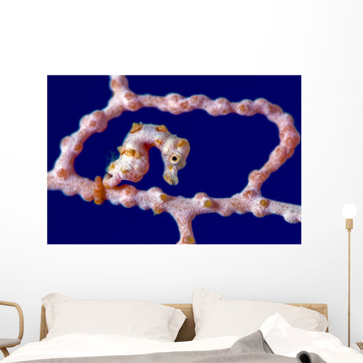 Denise Pygmy Seahorse New Wall Decal