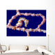 Denise Pygmy Seahorse New Wall Decal