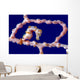 Denise Pygmy Seahorse New Wall Decal