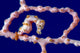 Denise Pygmy Seahorse New Wall Decal