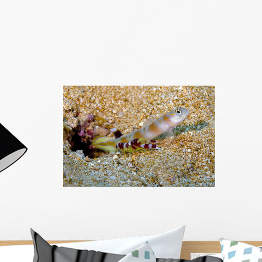 Flagtail Shrimp Goby with Wall Decal