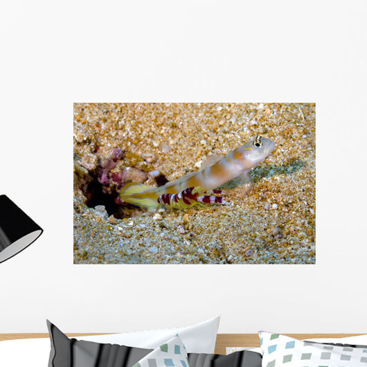 Flagtail Shrimp Goby with Wall Decal