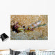 Flagtail Shrimp Goby with Wall Decal