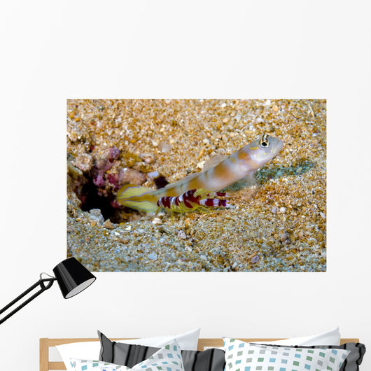 Flagtail Shrimp Goby with Wall Decal