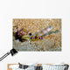 Flagtail Shrimp Goby with Wall Decal