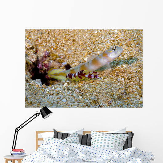 Flagtail Shrimp Goby with Wall Decal