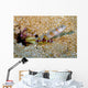 Flagtail Shrimp Goby with Wall Decal