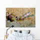 Flagtail Shrimp Goby with Wall Decal