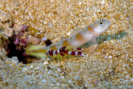 Flagtail Shrimp Goby with Wall Decal