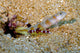 Flagtail Shrimp Goby with Wall Decal