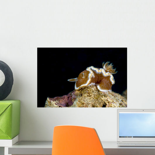 Brown-margin Glossodoris Nudibranch New Wall Decal