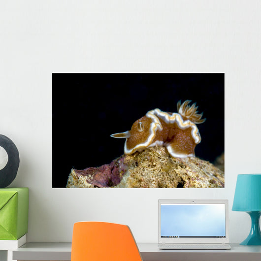 Brown-margin Glossodoris Nudibranch New Wall Decal